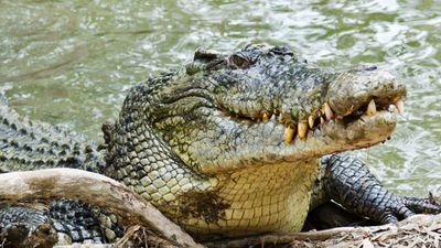 Close up of saltwater crocodile as emerges from water with a toothy grin. The crocodile's skin colorings and pattern camouflage the animal in the wild.