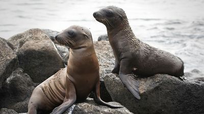 Two sea lion pups on rocky beach