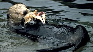 sea otter