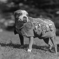 Sergeant Stubby at your service