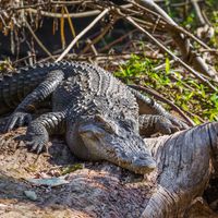 Siamese crocodile (Crocodylus siamensis)