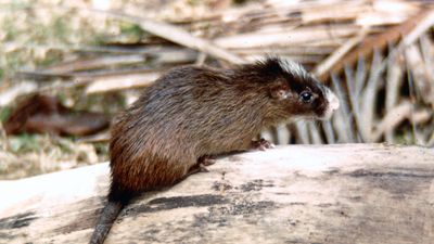 White-faced spiny tree rat