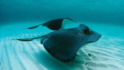 southern stingray (Dasyatis americana or Hypanus americanus)