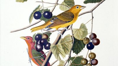 Summer red bird, Tanager from The Birds of America by John James Audubon, 4 vol. (435 hand-coloured plates, 1827-38), pl. 44, London. Engraver Robert Havell. Engraving, hand-colored.