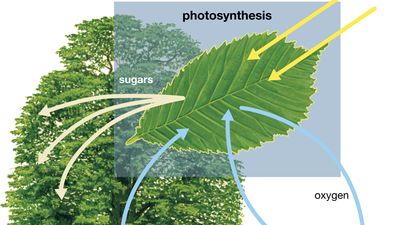 photosynthesis