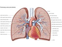 pulmonary veins and arteries, circulation, cardiovascular system, human anatomy, (Netter replacement project - SSC)