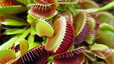 Venus Fly Trap plants. (Dionaea muscipula) (Venus's-flytrap; carnivourous plant; carnivorous plants)