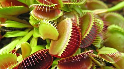 Venus flytrap