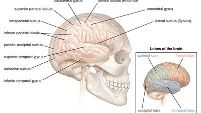 right cerebral hemisphere of the human brain