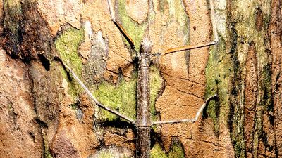 walkingstick; stick insect