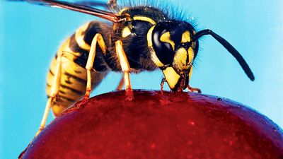 wasp. Vespid Wasp (Vespidaea) with antennas and compound eyes drink nectar from a cherry. Hornets largest eusocial wasps, stinging insect in the order Hymenoptera, related to bees. Pollination