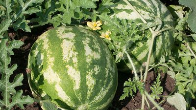 Watermelon (Citrullus lanatus).