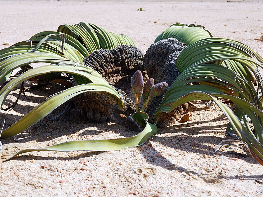 Welwitschia Mirabilis, Namibia, Africa. (desert plant)