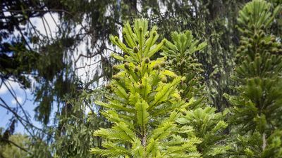 Wollemi pine